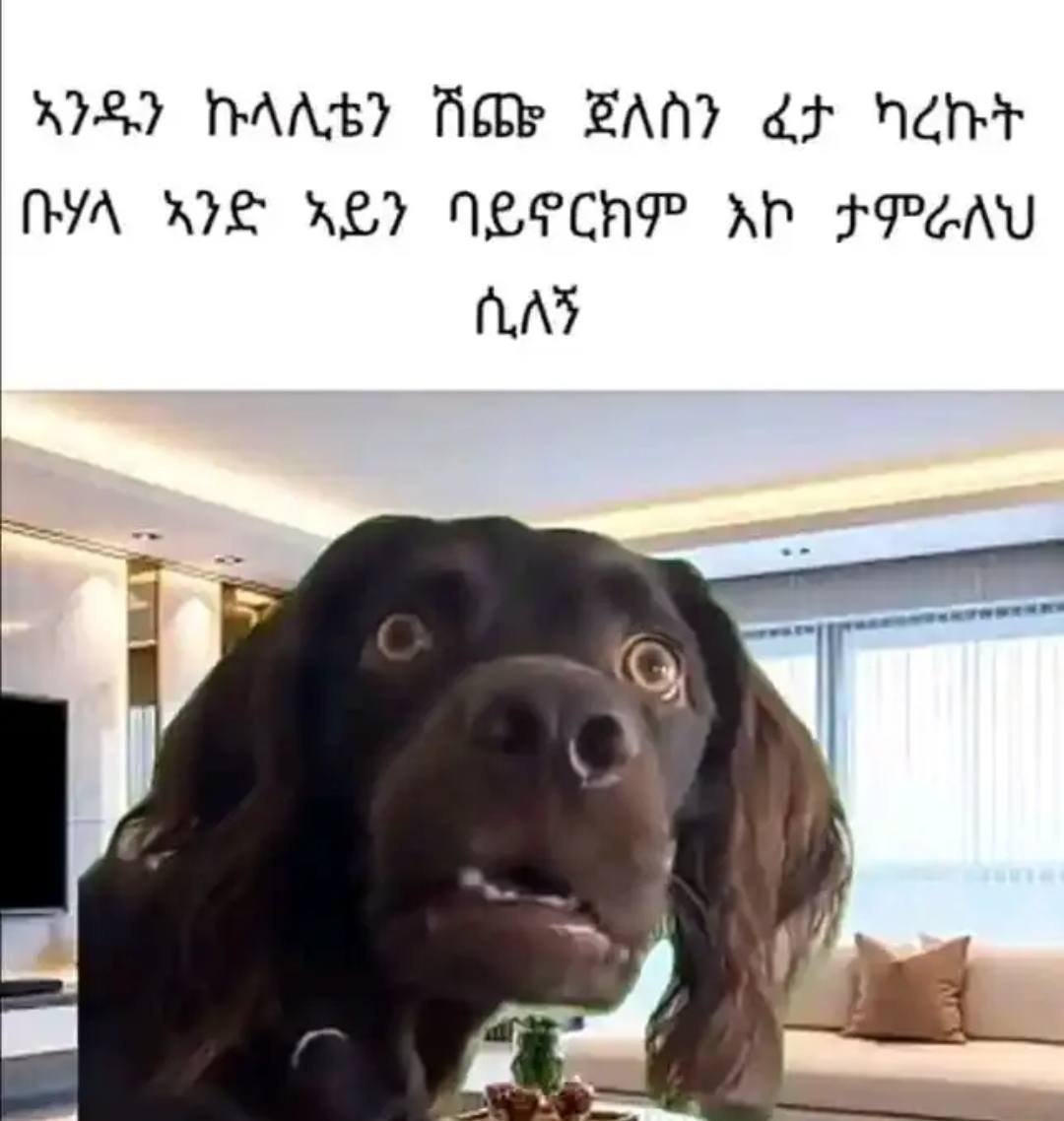a dog is sitting on a couch with a plate of food